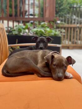 Rescue Pit Bull Terrier Dogs for Adoption in Vallejo, California - Bryce | PetCurious