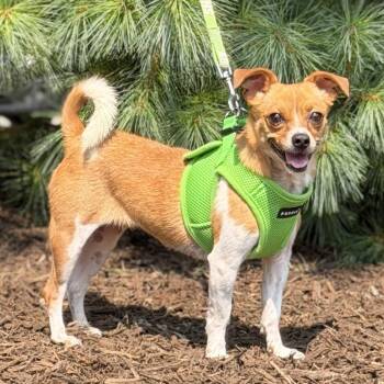 Rose -  Chihuahua and Mixed Breed Dog for Adoption in East Hampton, New York - Rose | PetCurious