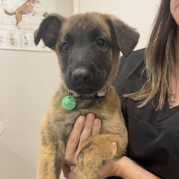 Kato D12024 -  Belgian Shepherd Malinois and Dutch Shepherd Dog for Adoption - Kato D12024 | PetCurious