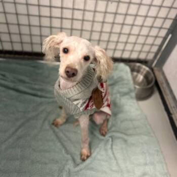 Poodle Dogs Available for Adoption - PUFFLE | PetCurious