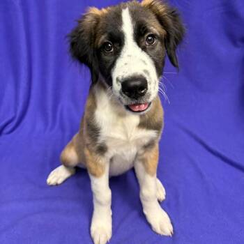 Bernadette P46600 -  Anatolian Shepherd and Saint Bernard Dog for Adoption in Corsicana, Texas - Bernadette P46600 | PetCurious
