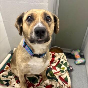 Labrador Retriever Dogs Available for Adoption in Evansville, Indiana - Baya | PetCurious