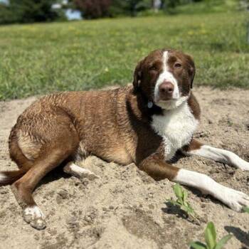 Rigo (Rigoberto) -  Mixed Breed Dog for Adoption in King City, Ontario - Rigo (Rigoberto) | PetCurious