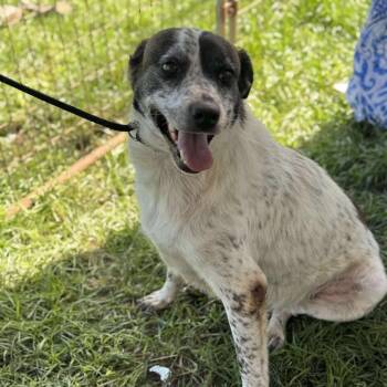 Rescue Australian Cattle Dog Blue Heeler Dogs for Adoption in Anahuac, Texas - Miley | PetCurious