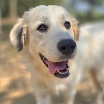 Rescue Great Pyrenees Dogs for Adoption in Athens, Alabama - Iris | PetCurious