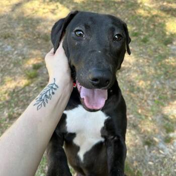 Mixed Breed Dogs Available for Adoption in Titusville, Florida - Georgia | PetCurious