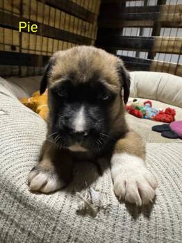 German Shepherd Dog Dogs Available for Adoption in North Richland Hills, Texas - Pie/Maverick | PetCurious