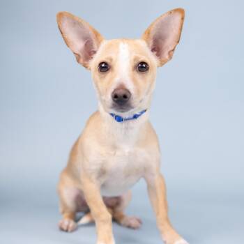 Mixed Breed Dogs Available for Adoption in Portland, Oregon - Goldie | PetCurious