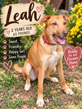 Leah -  Labrador Retriever Dog for Adoption in Fort Worth, Texas - Leah | PetCurious