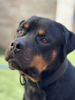 Rottweiler Dogs Available for Adoption in Pflugerville, Texas - Rocco | PetCurious