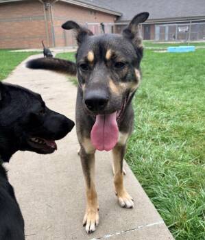 Jimmy -  Shepherd Dog for Adoption in Sioux City, Iowa - Jimmy | PetCurious