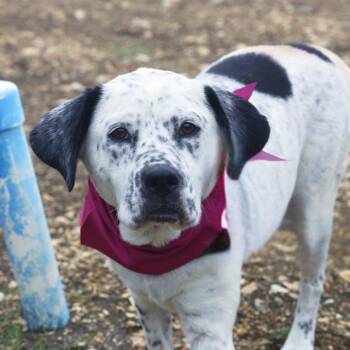 Pointer Dogs Available for Adoption in San Antonio, Texas - INKY | PetCurious