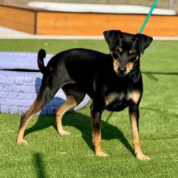 Glory -  Black Labrador Retriever and Rottweiler Dog for Adoption in Hondo, Texas - Glory | PetCurious