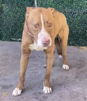 Pit Bull Terrier and Retriever Dogs Available for Adoption in El Paso, Texas - Till | PetCurious