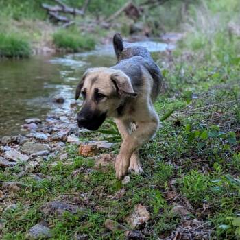 Frito -  Tibetan Mastiff Dog for Adoption in Duck River, Tennessee - Frito | PetCurious