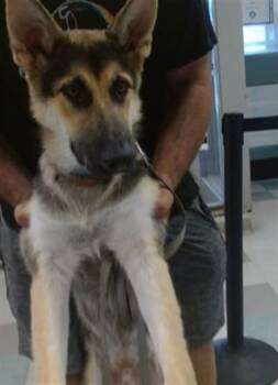 BRUNO -  German Shepherd Dog Dog for Adoption in Oklahoma City, Oklahoma - BRUNO | PetCurious