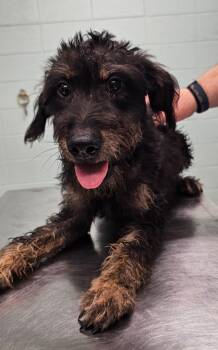 Chopper -  Terrier Dog for Adoption in Athens, Tennessee - Chopper | PetCurious
