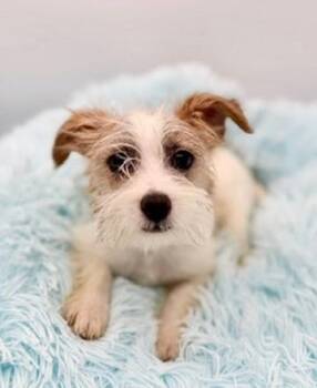 Yorkshire Terrier and Miniature Schnauzer Dogs Available for Adoption - Squirtle | PetCurious