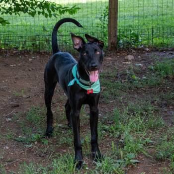 Drago- his royal handsomeness -  German Shepherd Dog and Rottweiler Dog for Adoption in Houston, Texas - Drago- His Royal Handsomeness | PetCurious
