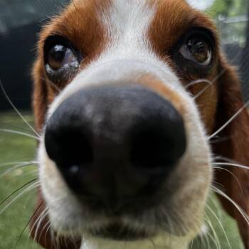 Beau -  Beagle Dog for Adoption in South Burlington, Vermont - Beau | PetCurious