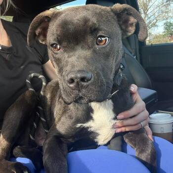 Black Labrador Retriever Dogs Available for Adoption - Nyla | PetCurious