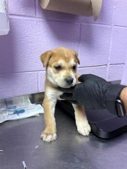 Mixed Breed Dogs Available for Adoption - 60576521 | PetCurious