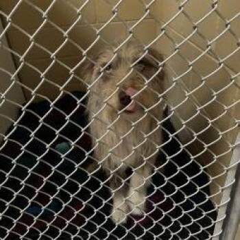 Crank -  Airedale Terrier and Australian Shepherd Dog for Adoption in Cheyenne, Wyoming - Crank | PetCurious