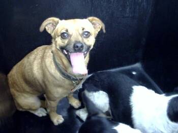Chihuahua Dogs Available for Adoption in Dallas, Texas - RT | PetCurious