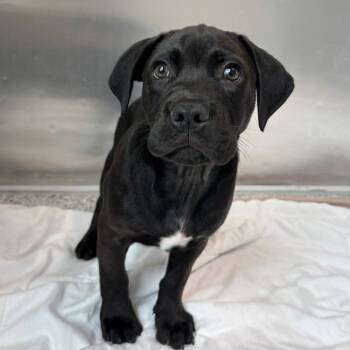 Poof -  Black Labrador Retriever Dog for Adoption in Freeport, Florida - Poof | PetCurious