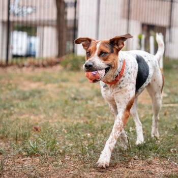 Niblet -  Cattle Dog Dog for Adoption in Charlottesville, Virginia - Niblet | PetCurious