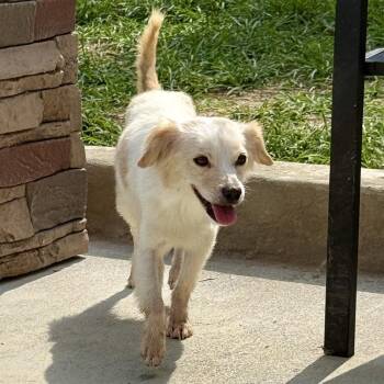 Button More -  Brittany Spaniel and Golden Retriever Dog for Adoption in Louisville, Kentucky - Button More | PetCurious