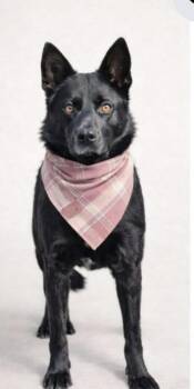 Australian Shepherd Dogs Available for Adoption in Manchester, Connecticut - Hendrix | PetCurious