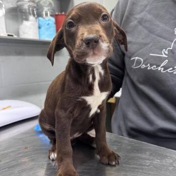 French Fry -  Mixed Breed Dog for Adoption in Summerville, South Carolina - French Fry | PetCurious