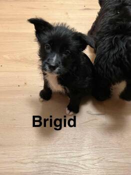 Brigid -  Border Collie Dog for Adoption in Eugene, Oregon - Brigid | PetCurious