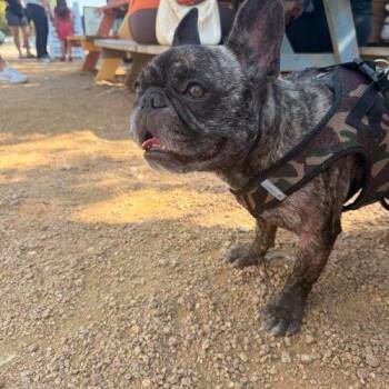 Mr. Cuddlecakes -  French Bulldog Dog for Adoption in Austin, Texas - Mr. Cuddlecakes | PetCurious