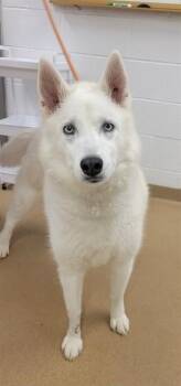 Siberian Husky Dogs Available for Adoption in St. Peters, Missouri - NYLA | PetCurious