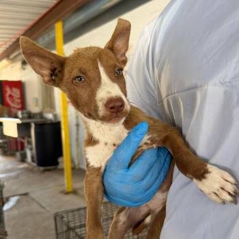 Pichu -  Pit Bull Terrier Dog for Adoption in Edinburg, Texas - Pichu | PetCurious