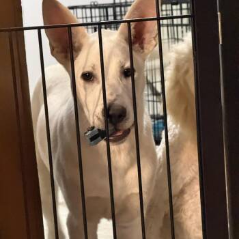 Mamacita -  Shepherd and Mixed Breed Dog for Adoption in Nampa, Idaho - Mamacita | PetCurious