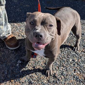 French Bulldog and Pit Bull Terrier Dogs Available for Adoption - Pooh | PetCurious