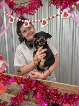 Labrador Retriever and Retriever Dogs Available for Adoption - Texas | PetCurious