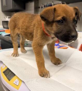 Belgian Shepherd Malinois Dogs Available for Adoption - CHARMING | PetCurious