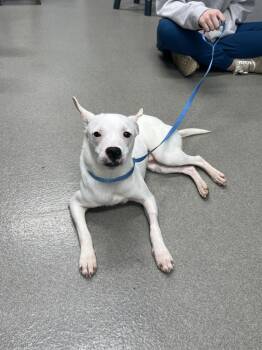 Rat Terrier Dogs Available for Adoption - Geo | PetCurious