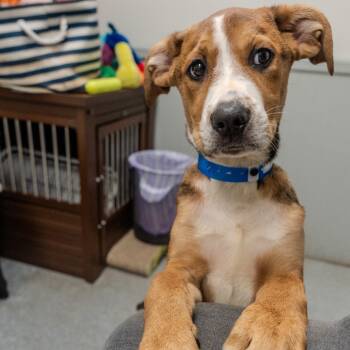 Rescue Hound and Shepherd Dogs for Adoption in Pawling, New York - Toddy | PetCurious