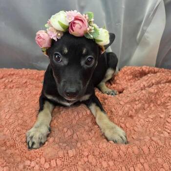 Chihuahua Dogs Available for Adoption in Foley, Alabama - Gigi | PetCurious
