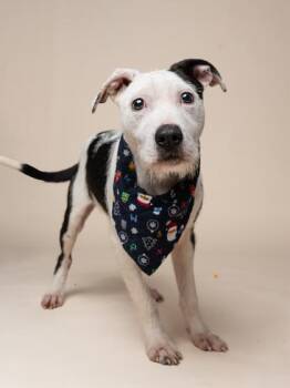 Monte Cristo -  Mixed Breed Dog for Adoption in Atlanta, Georgia - Monte Cristo | PetCurious