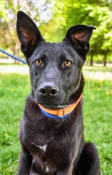 Labrador Retriever and German Shepherd Dog Dogs Available for Adoption in Yakima, Washington - Asher | PetCurious