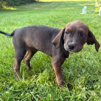 Eeny -  Mixed Breed Dog for Adoption in Mentor, Ohio - Eeny | PetCurious