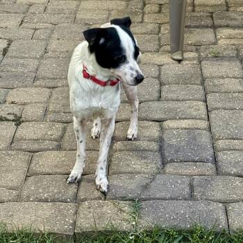 Chihuahua Dogs Available for Adoption - Aeryn | PetCurious