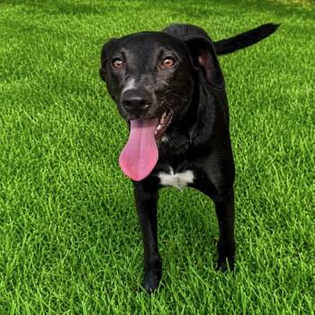 Velma -  Labrador Retriever Dog for Adoption in Harlingen, Texas - Velma | PetCurious