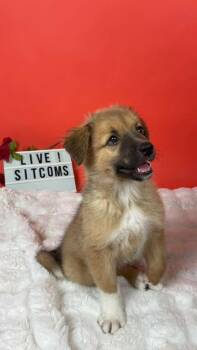 Friends -  Collie and Golden Retriever Dog for Adoption in Phoenix, Arizona - Friends | PetCurious